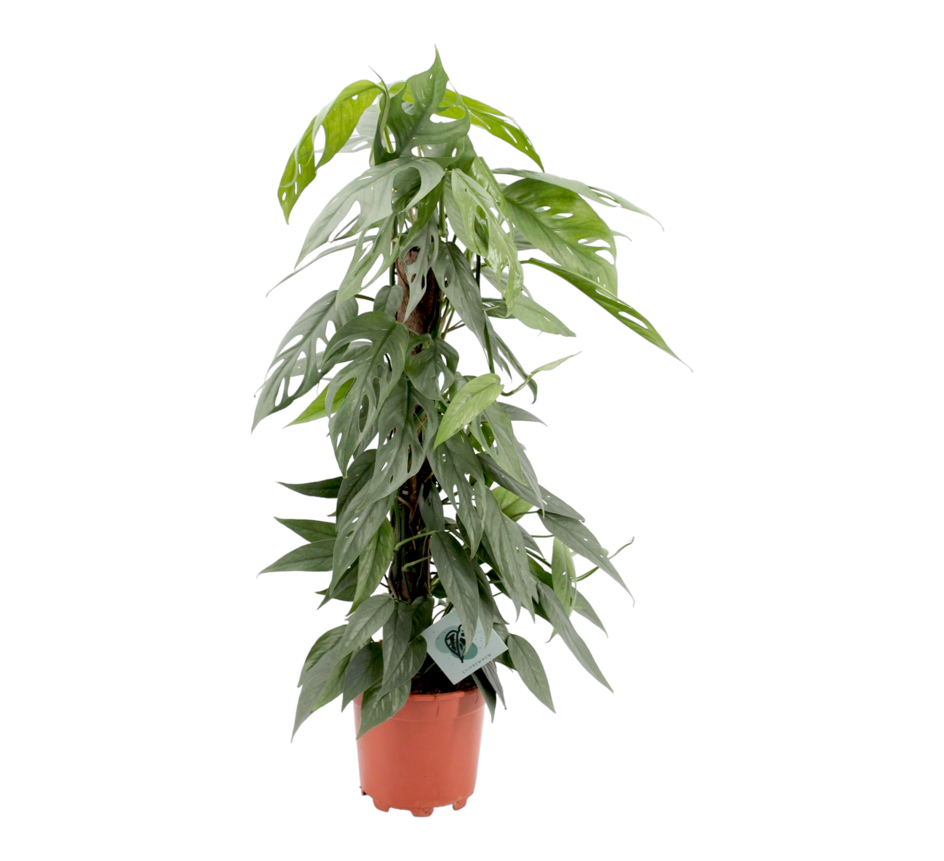 Plante d'intérieur - epipremnum pinnatum cebu blue sur tuteur h65cm 65cm