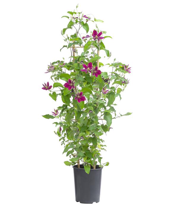 Waldrebe - Clematis 'Elpis'