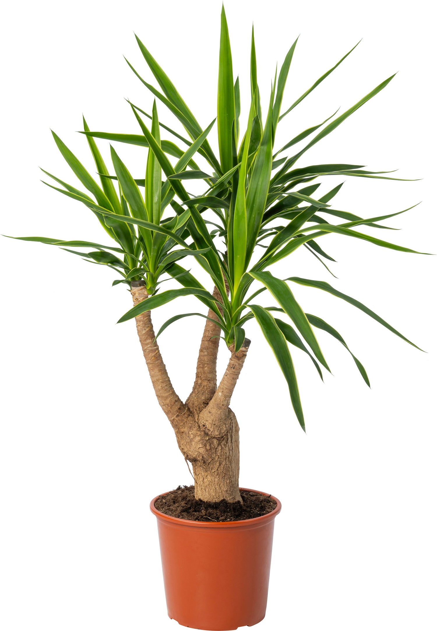Yucca (Yucca elephantipes 'Puck') D 24 H 90 cm