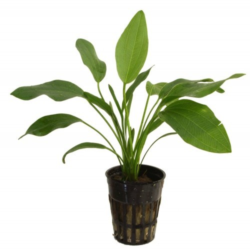 Planta de aquário Tropica Iberia Echinodorus Latifolius