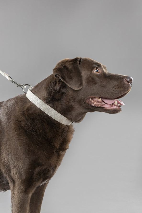 Flamingo f-523769 - Collier Élégant en Lin pour Chiens