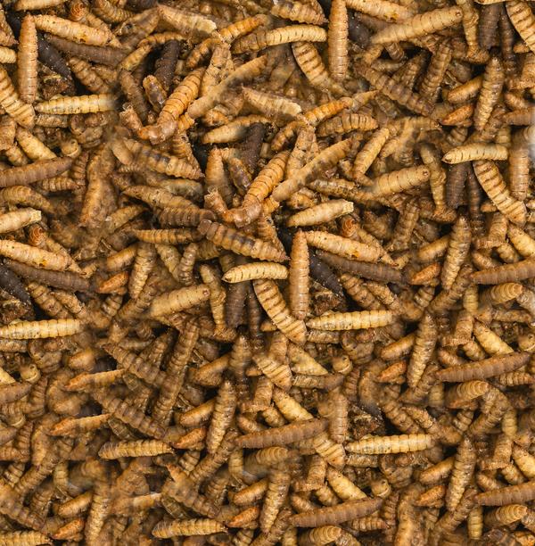 Dehner Natura Premium Wildvogelsnack