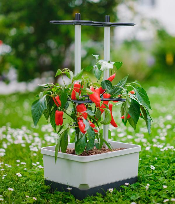 Gusta Garden Chili-Pflanztopf Charly Chili,