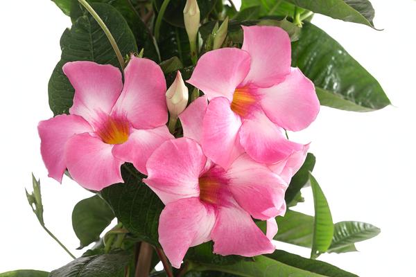 Dipladenie, Pyramide, rosa