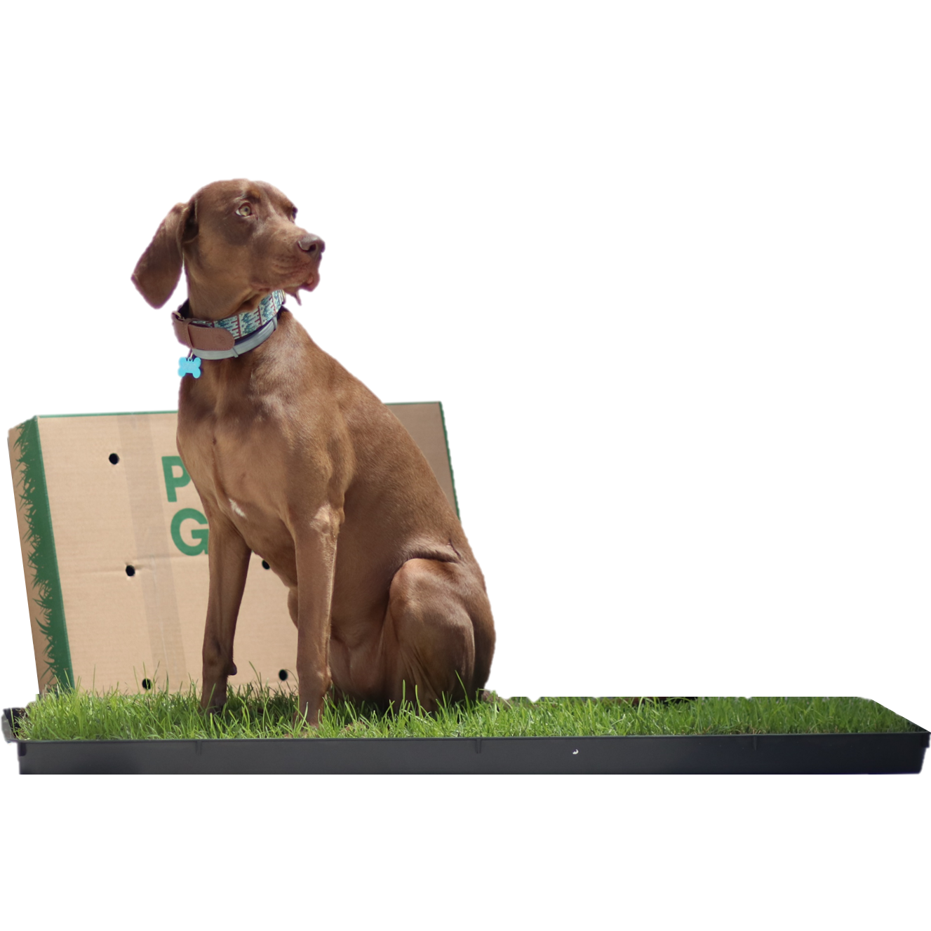 RECARGA DE GRAMA NATURAL PETGROUND XL/XXL