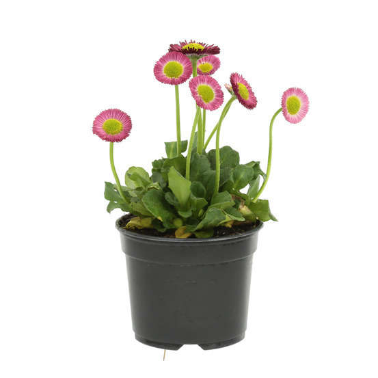 Pâquerette : pot Ø 10,5 cm - Coloris variables