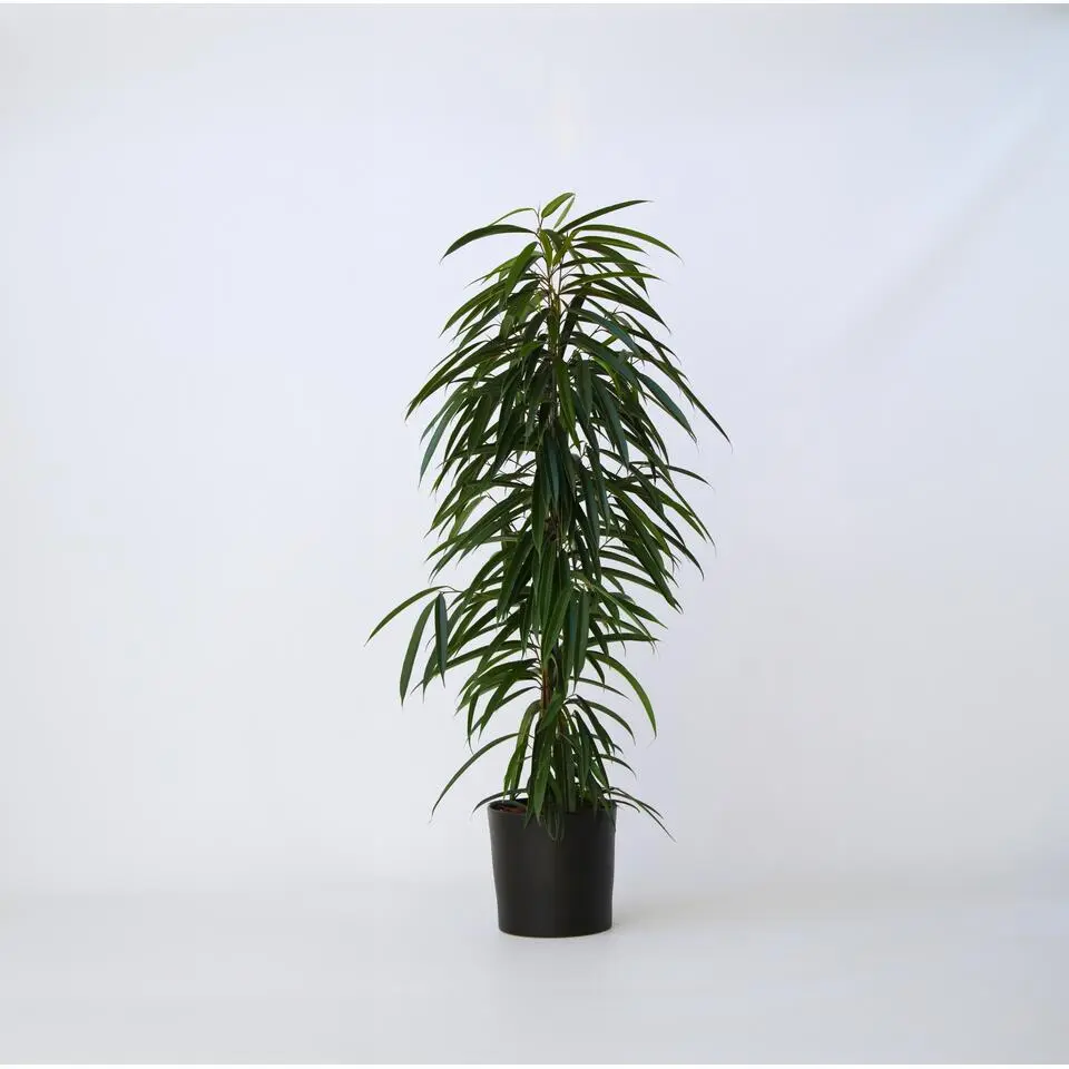 Wilgenblad Ficus - Ficus binnendijkii - Hoogte 100-110cm - ⌀21cm
