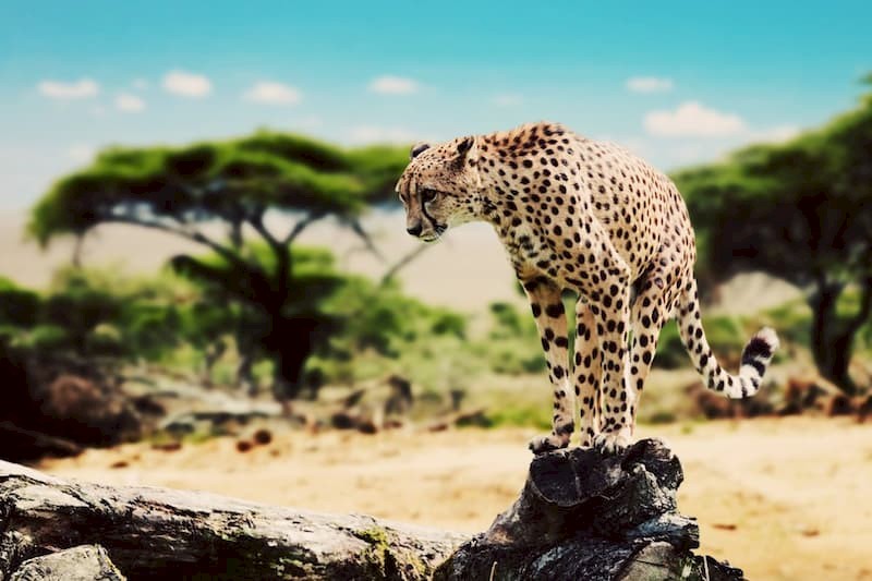 Wildlife glamping in Zuid-Afrika