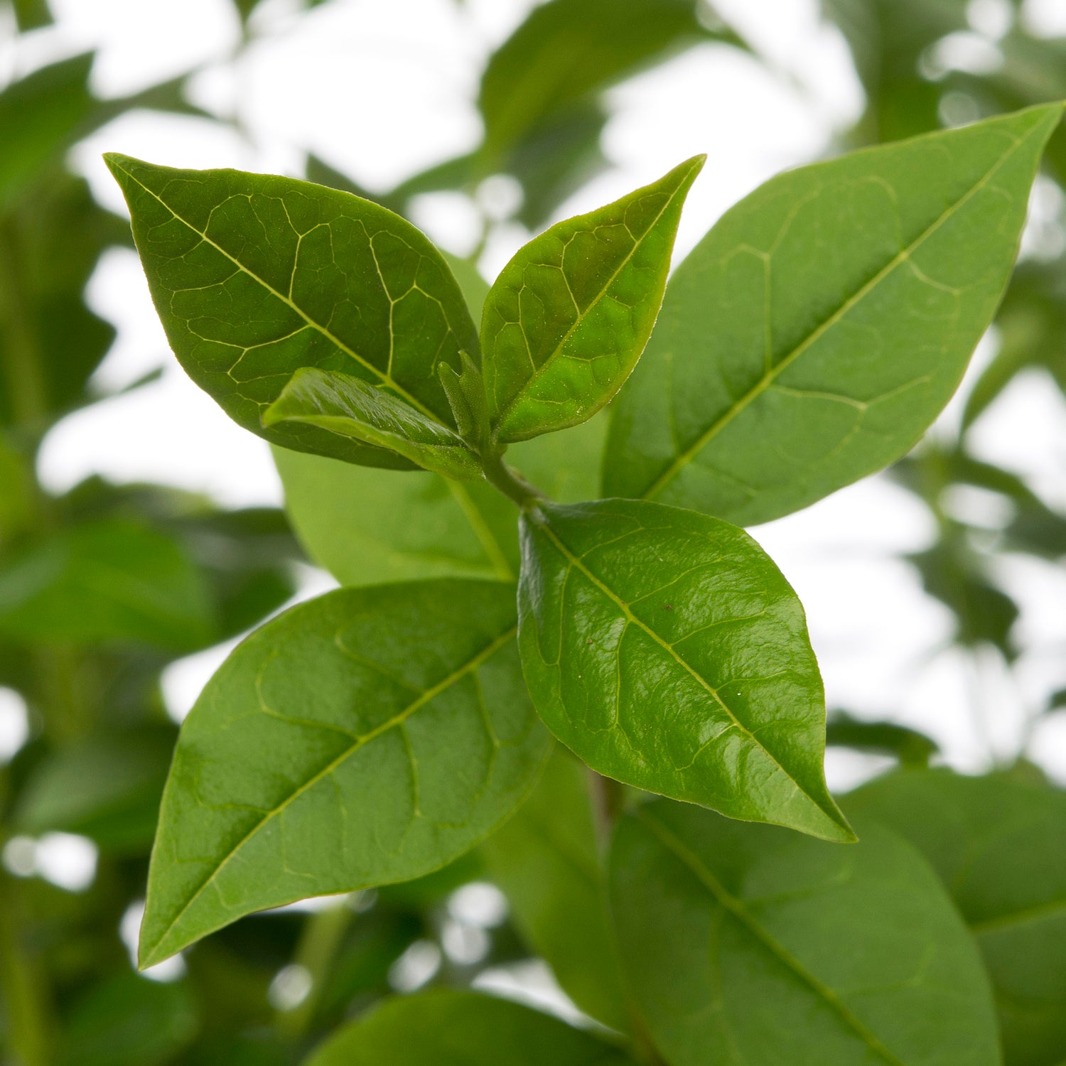 Liguster (Ligustrum ovalifolium) D 17 H 40 cm