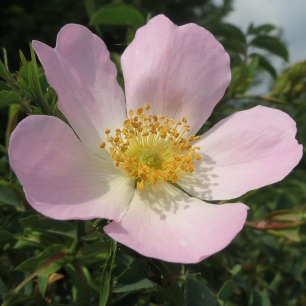 Eglantier ou rosier des chiens (rosa canina) - godet - taille 20/40cm