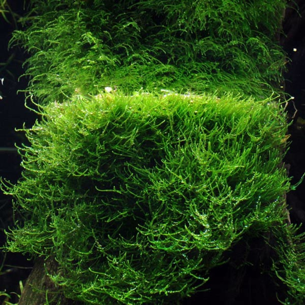 Mousse de java (taxiphyllum barbieri) in vitro