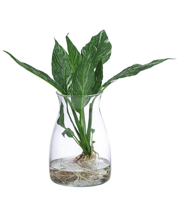 Waterplant Einblatt im Glas, Spathiphyllum