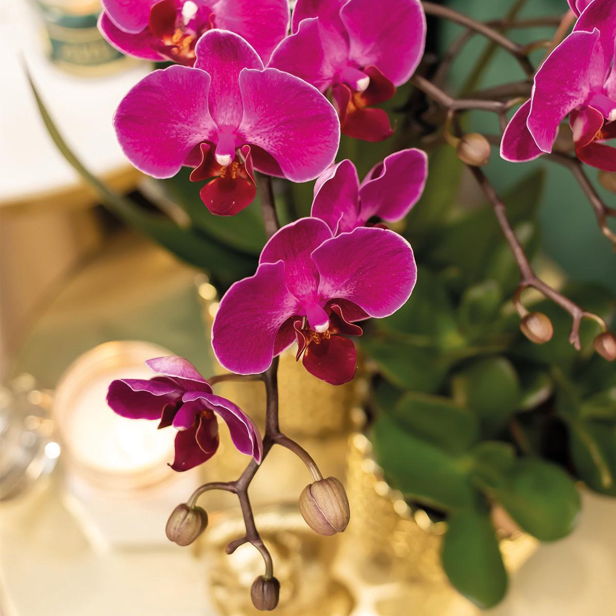 Plante d'intérieur - orchidée pourpre - h35cm, ø9cm - plante d'intérieur 35cm