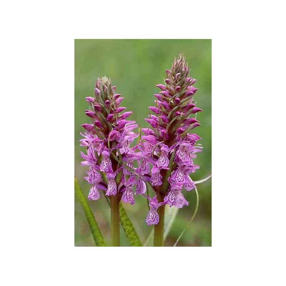 Dactylorhiza majalis taille pot de 1 litre - 0/60 cm