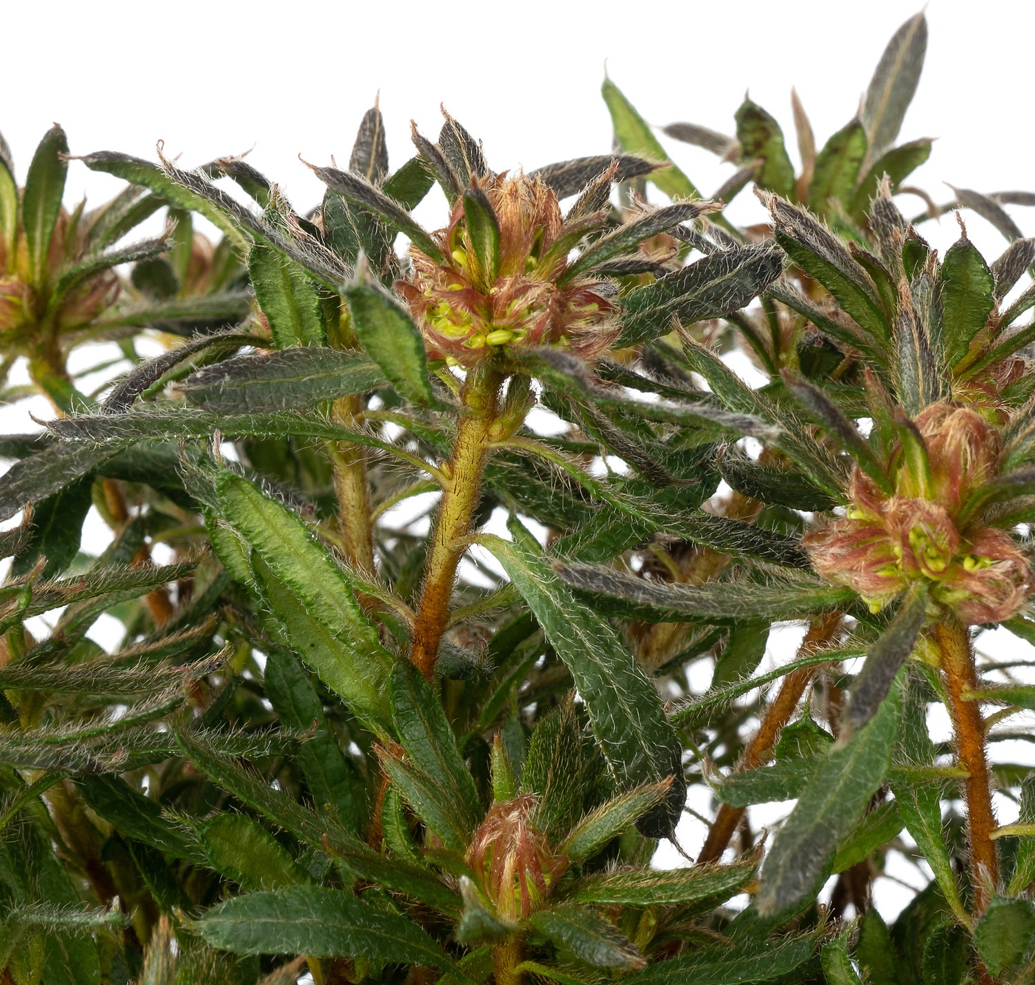 Azalea (Rhododendron Azalea StarStyle® 'Pink') D 10,5 H 25 cm