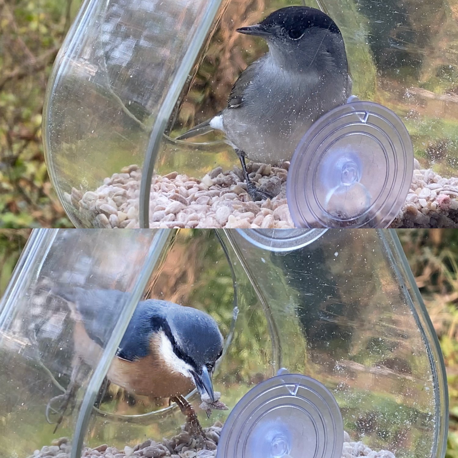Mangeoire à oiseaux pour fenêtre dewdrop