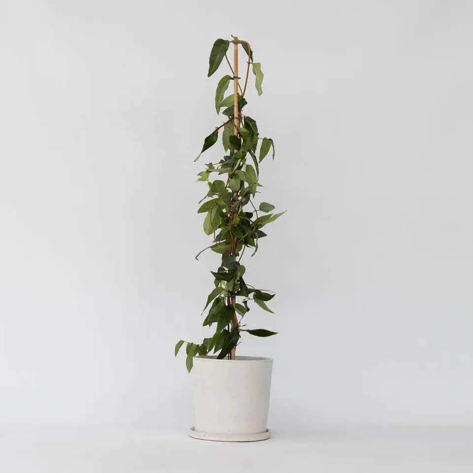Kamperfoelie - Lonicera henryi 'Copper Beauty' - Hoogte 110-120cm - ⌀17cm