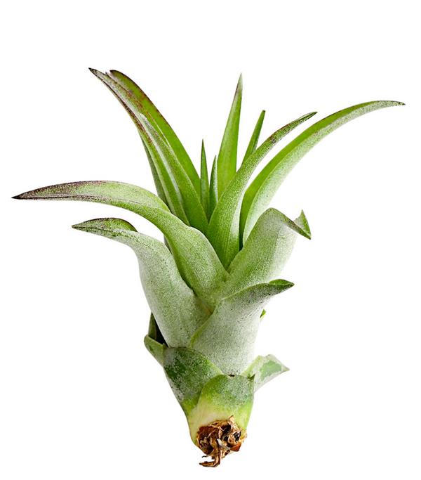 Tillandsie - Tillandsia cultivars klein,