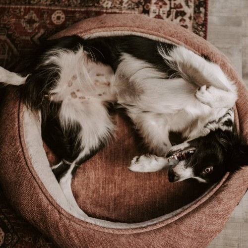 Cama redonda Halo para animais de estimação, rosa