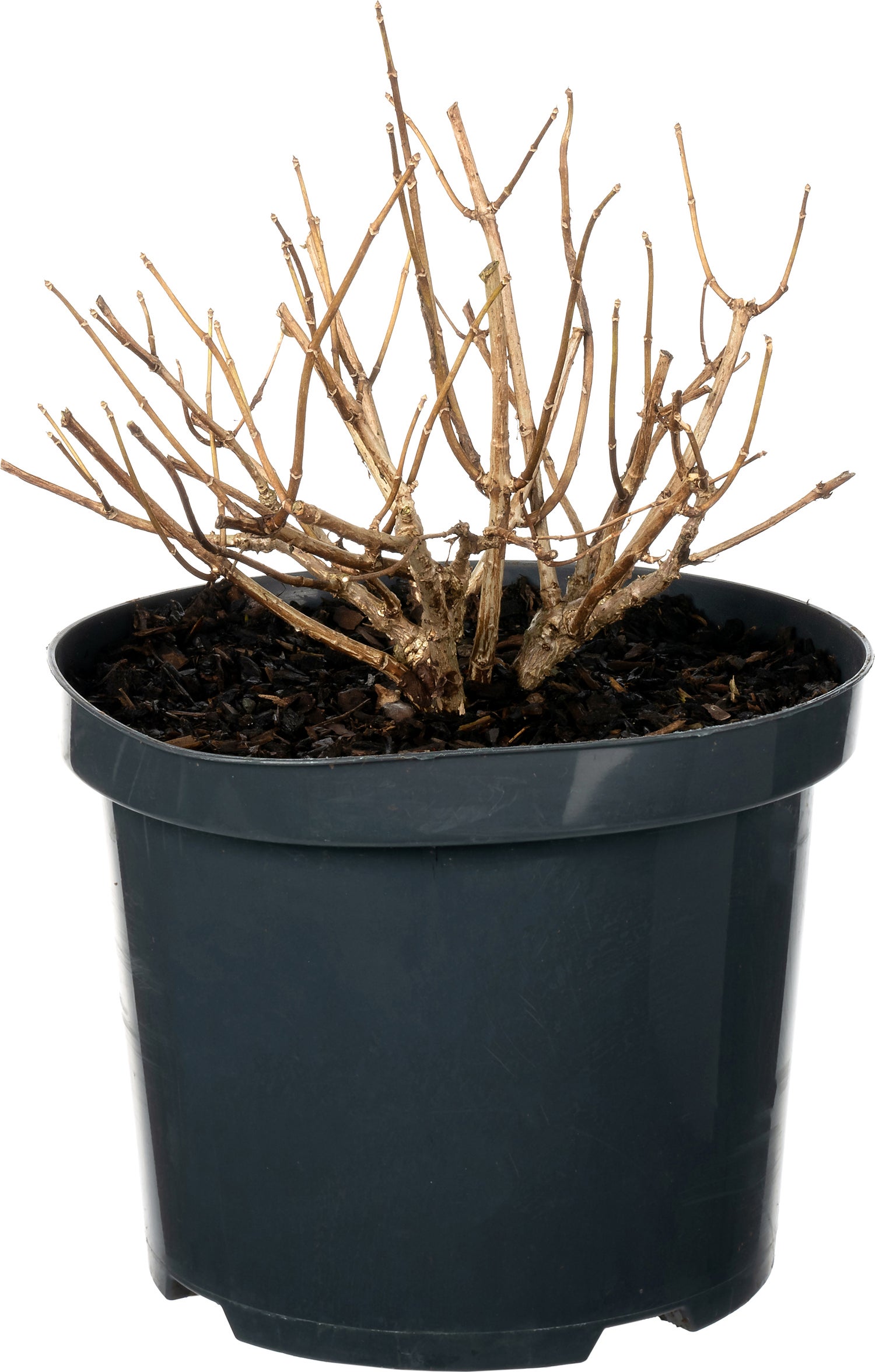 Pluimhortensia (Hydrangea paniculata 'Bombshell') D 23 H 30 cm
