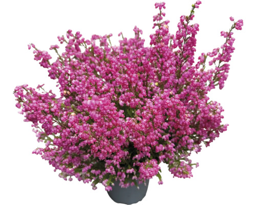 Klokheide FloraSelf Erica gracilis Ø 11 cm pot willekeurige variëteitselectie