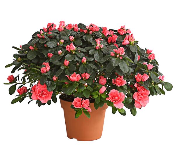 Zimmerazalee - Rhododendron simsii, Busch,