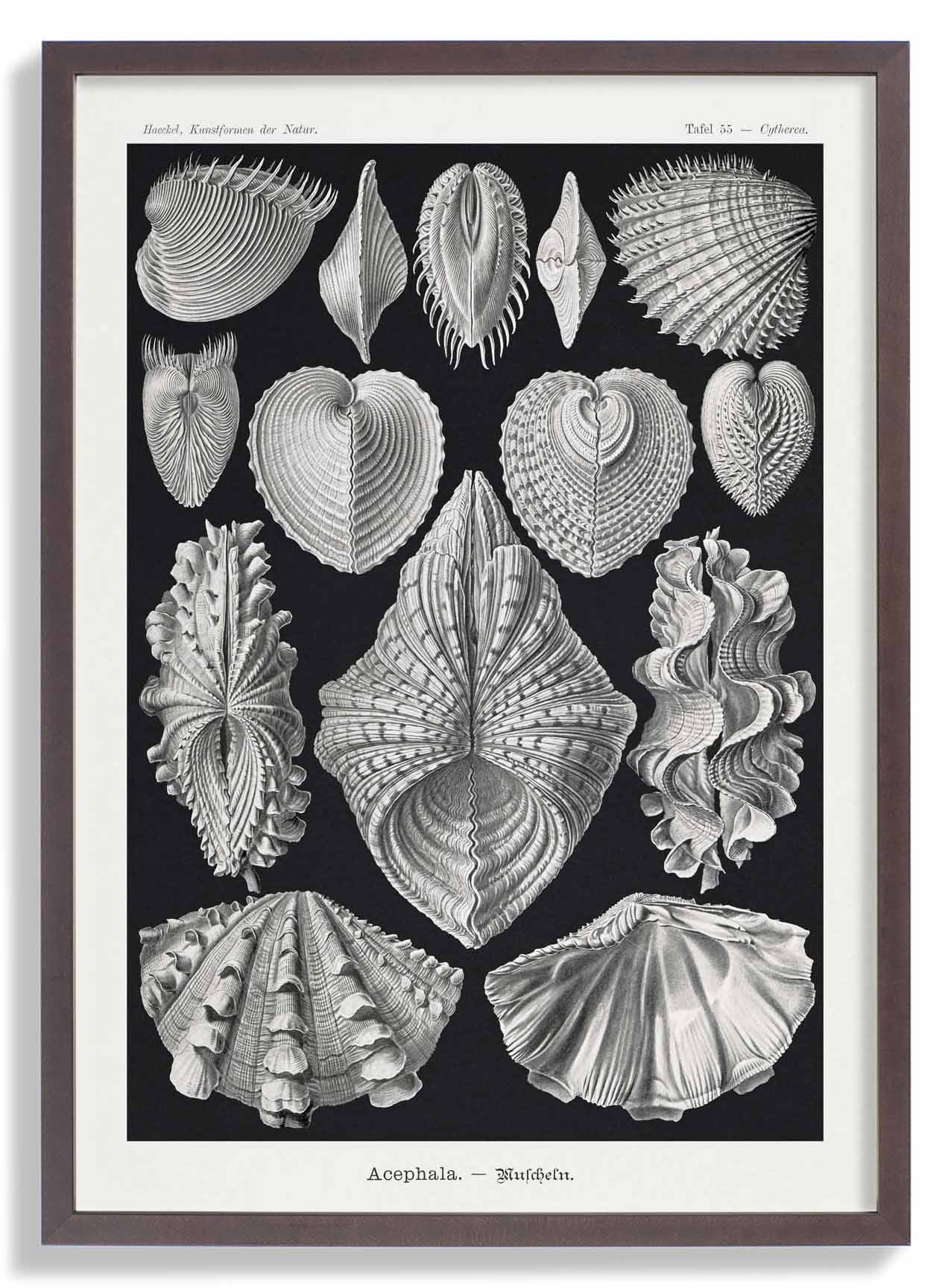 Acephala von Ernst Haeckel