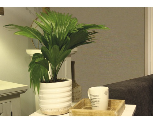Parasolpalm, rondbladig Livistona FloraSelf Livistona rotundifolia H 40-50 cm Ø 15 cm pot