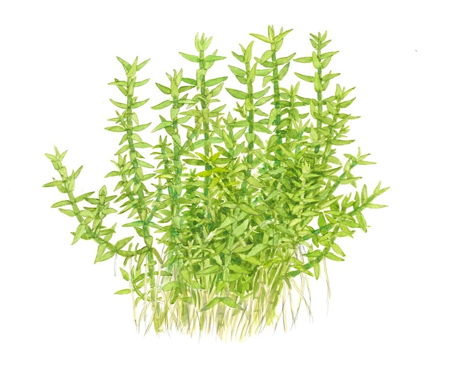 Waterplant Gratiola Viscidula