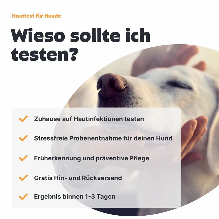 Hunde Haut- und Juckreiztest