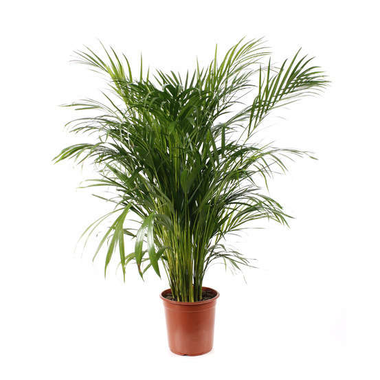 Aréca : H.150cm pot d.27cm