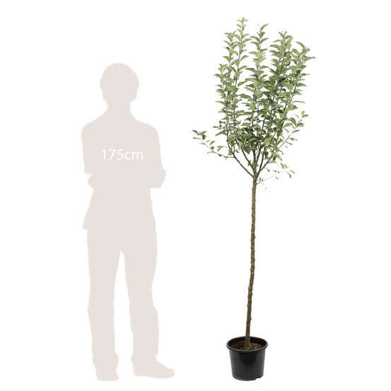 Pommier Reine des Reinettes : ½ tige, 4-5 ans, H 170-180 cm POT 15L