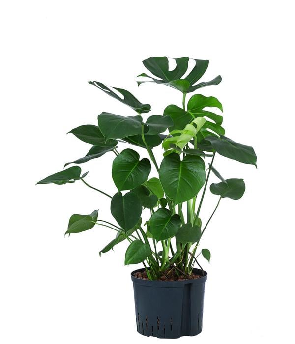 Fensterblatt - Monstera deliciosa, Hydrokultur