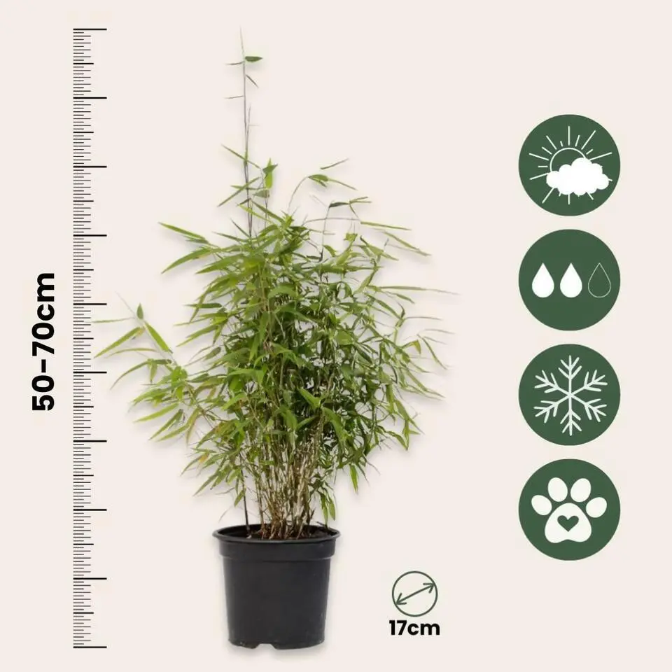 Bamboe - Fargesia nitida 'Red Dragon' - Hoogte 50-70cm - ⌀17cm