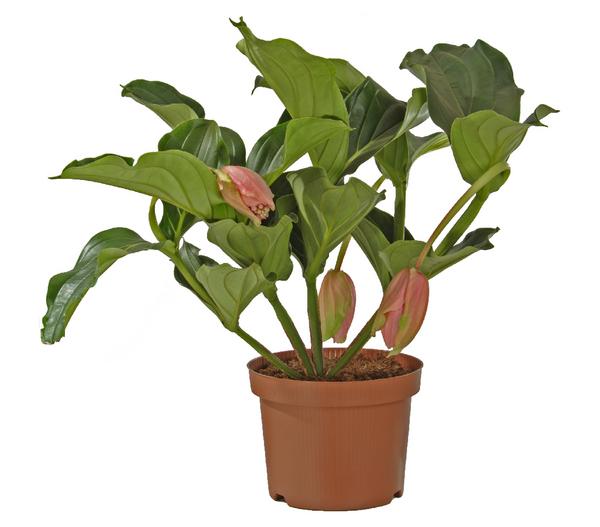 Medinille - Medinilla magnifica 'Florinilla®'