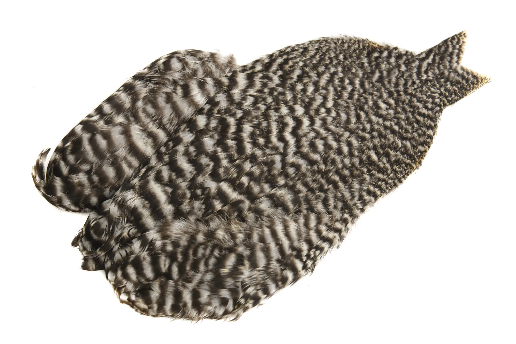 Whiting 4b Hen Cape