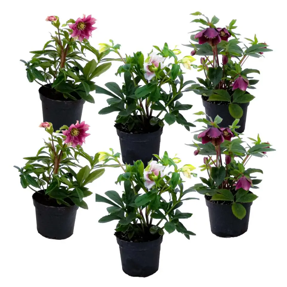 Kerstroos - Set van 6 - Helleborus orientalis - Hoogte 20-30cm - ⌀12cm