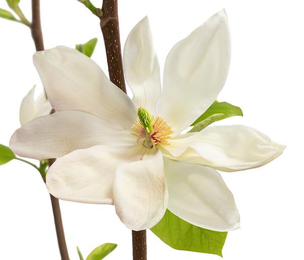 Duft-Magnolie 'Yellow Bird'
