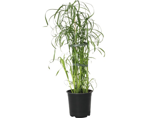 Cyperus alternifolius FloraSelf H 45-55 cm Ø 14 cm pot