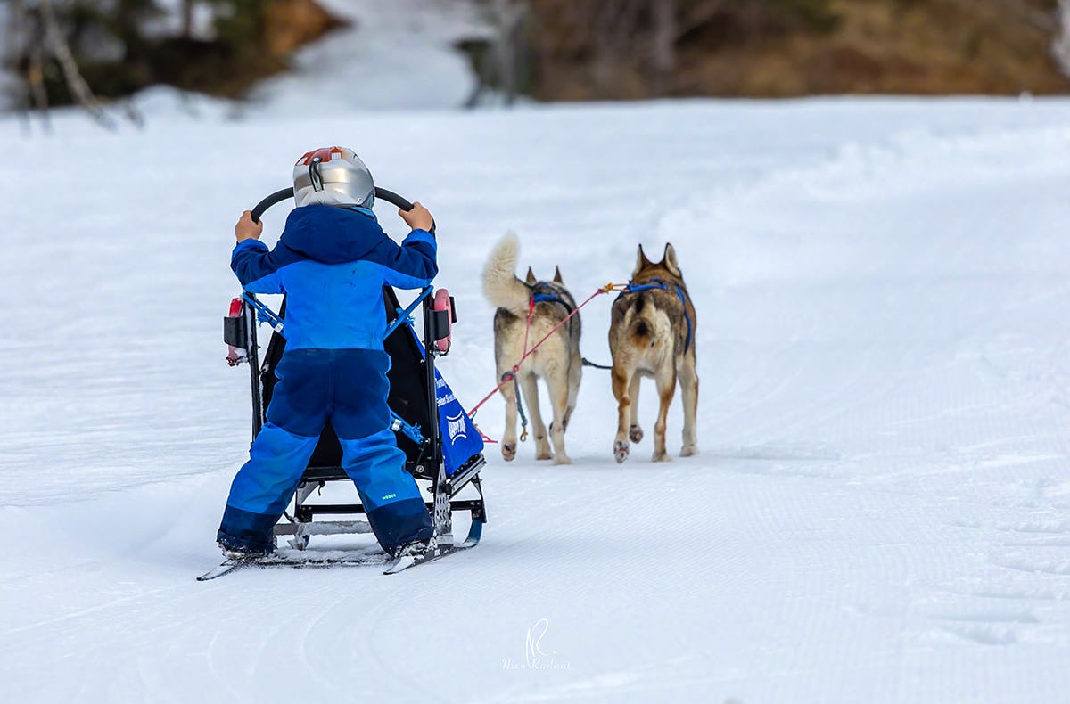 Schlittenhunde Workshop Telfs