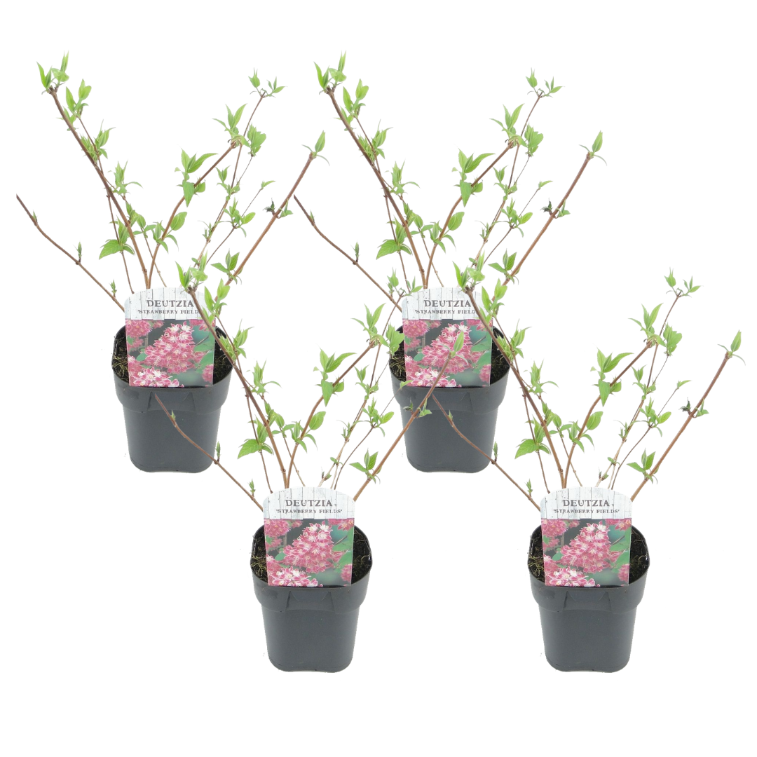Deutzia x hybrida 'strawberry fields' - set de 4 - pot 17cm - hauteur 25-40cm