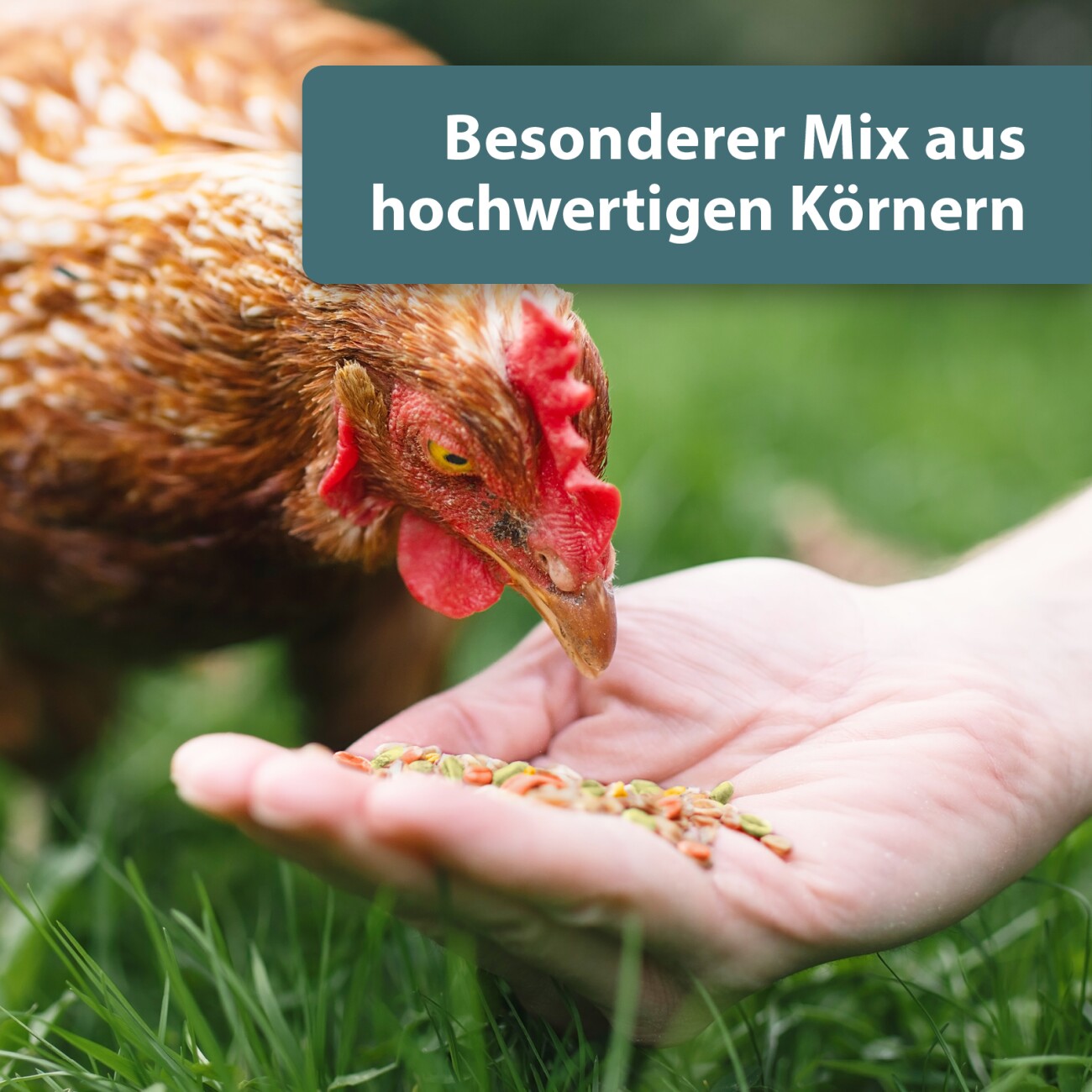 Quiko Hobby Farming Fitness Pick und Scharr Mix 700 g