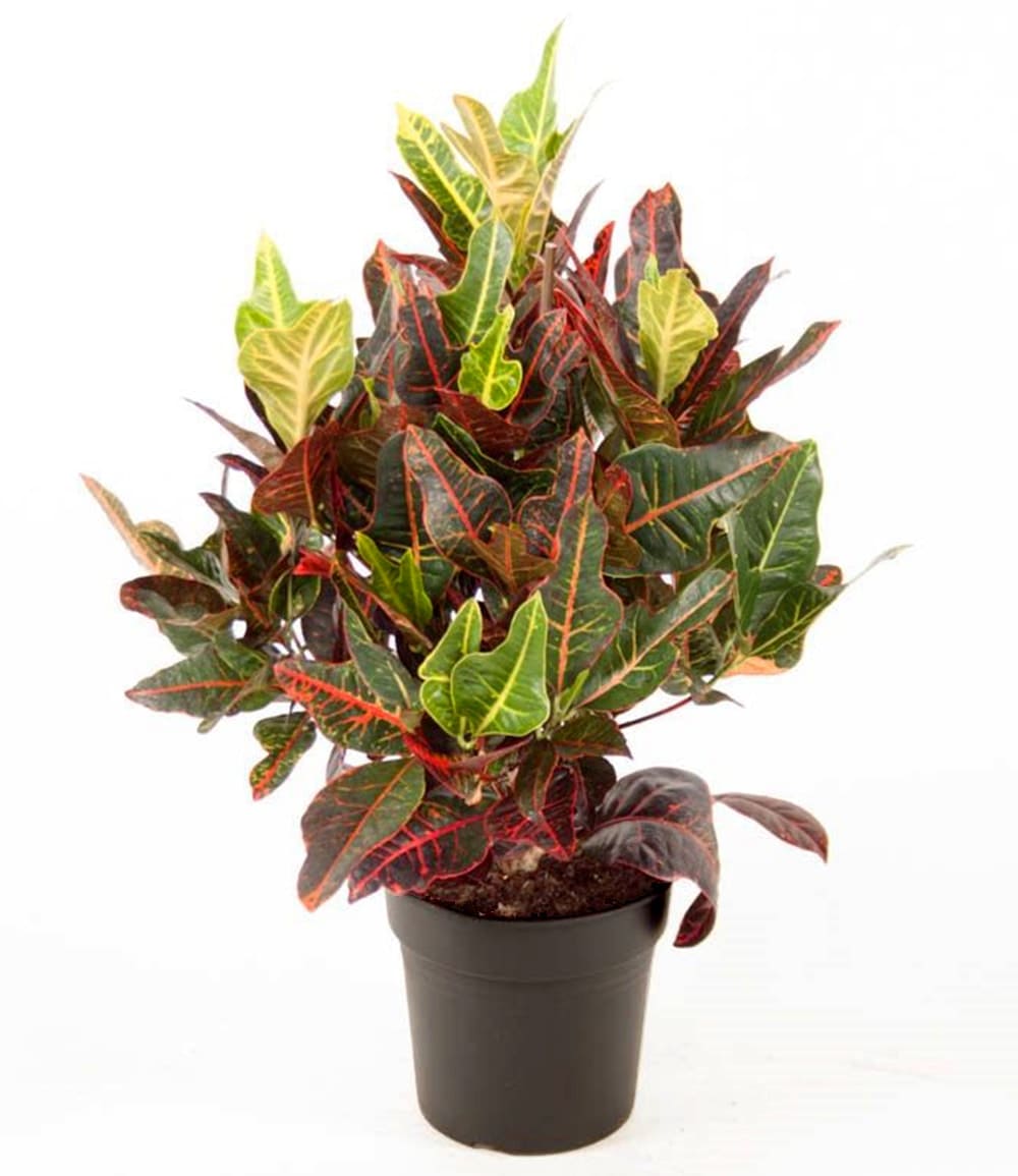 Wunderstrauch 'Kroton' ca. 55-65 cm hoch