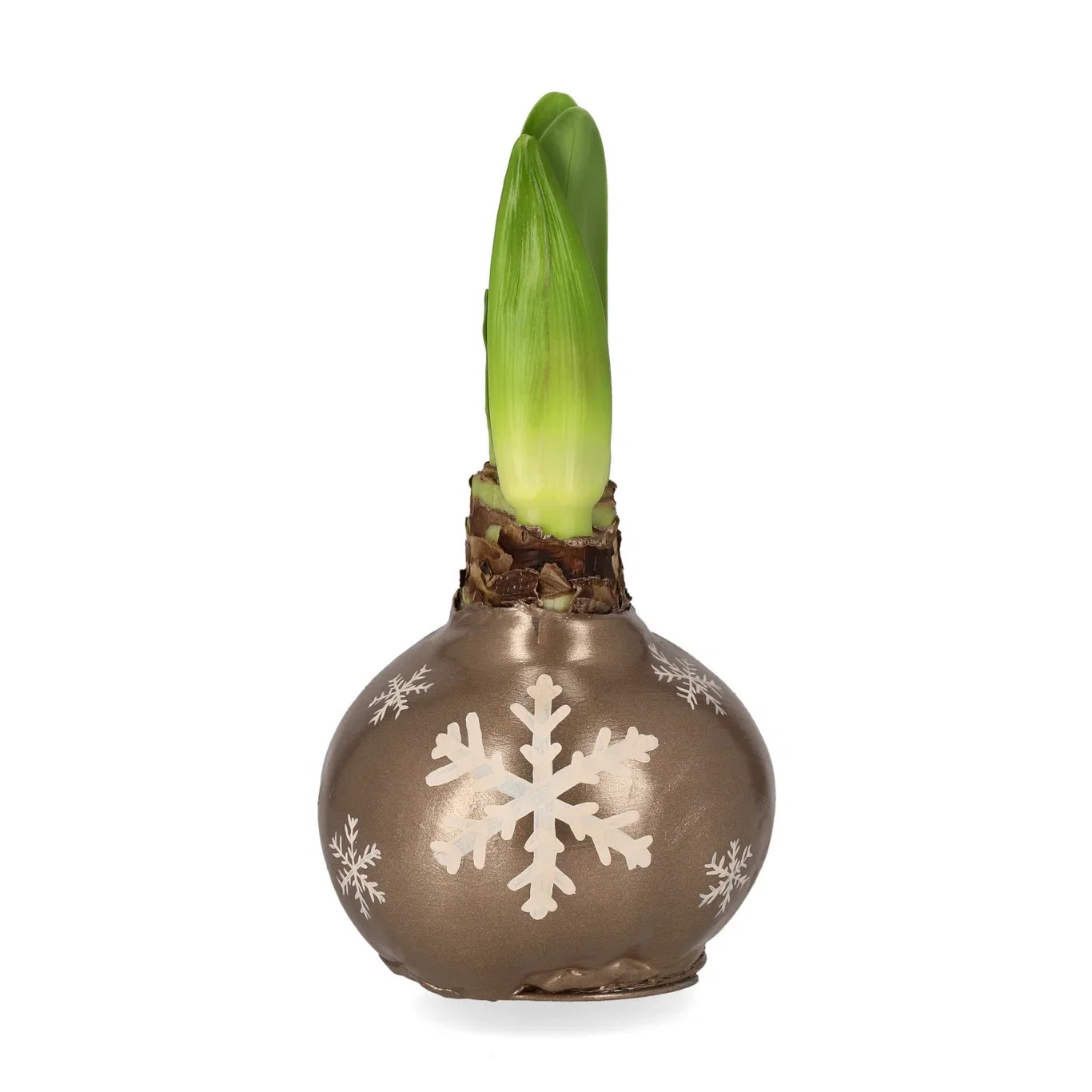 Hippeastrum x hortorum Vokset amaryllisløk XXL Omkrets 38 cm