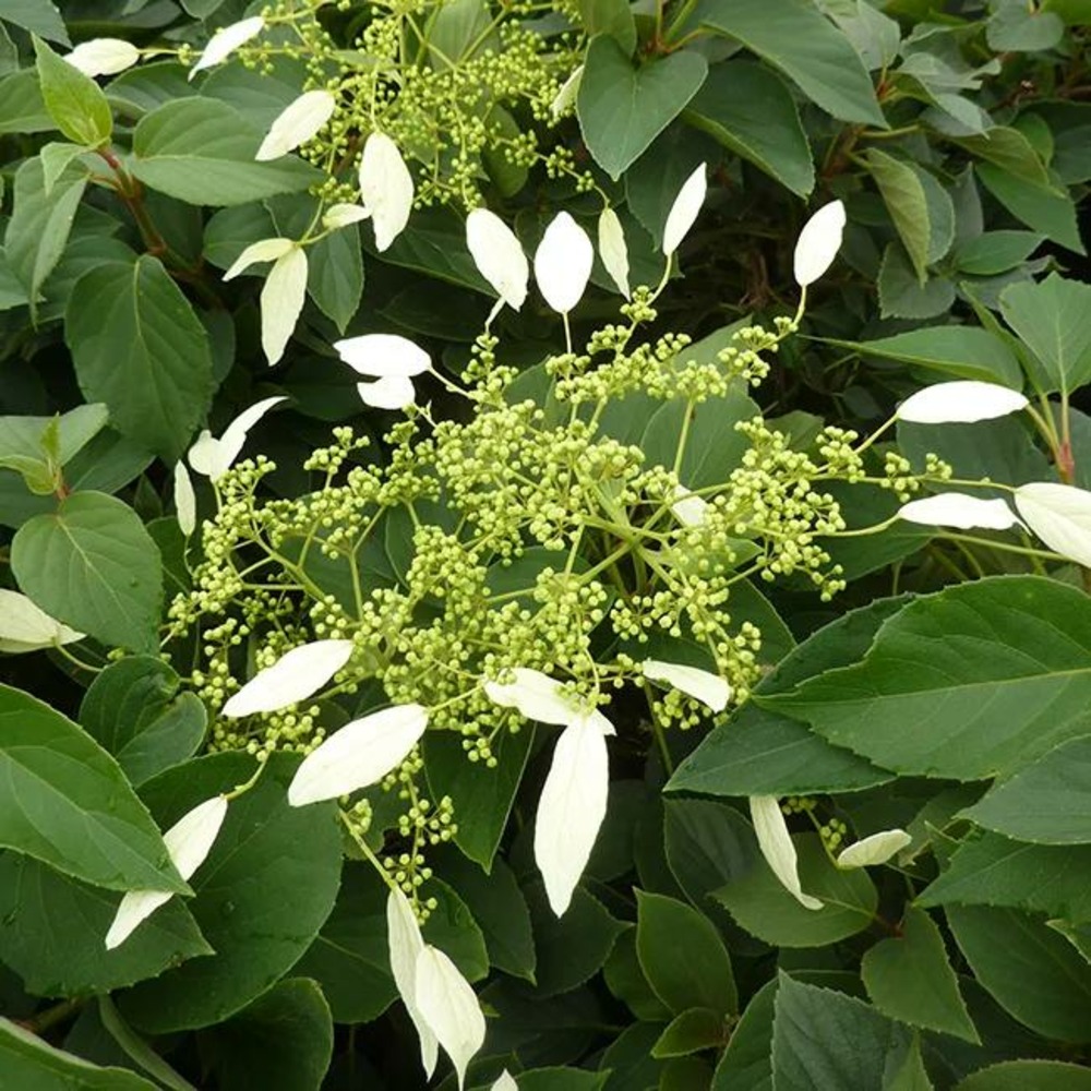 Schizophragma integrifolium 'windmills' - schizophragma hydrangeoides 3l