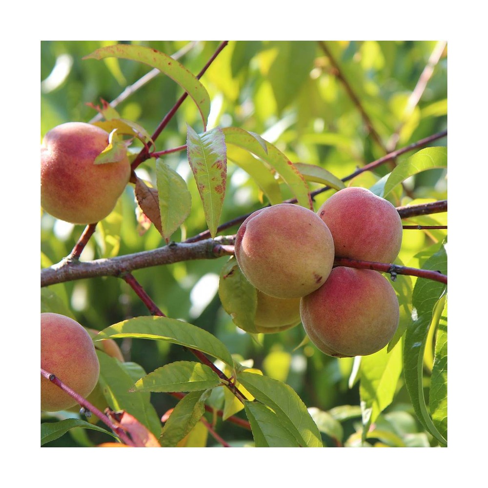 Pêcher persica fuzalode/prunus persica fuzalode[-]pot de 10l - gobelet 2 ans