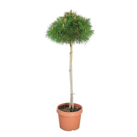 Pinus nigra Pierrick Bregeon, ctr 25L, Taille : 90 cm