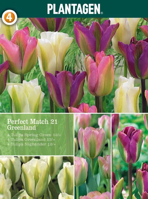 Tulipa Tulipanmiks Greenland Blend