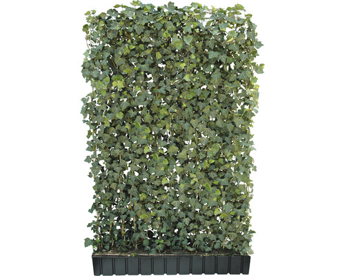 Privacyhaag klimop Helix Hedera helix 'Woerneri' H180xB120 cm