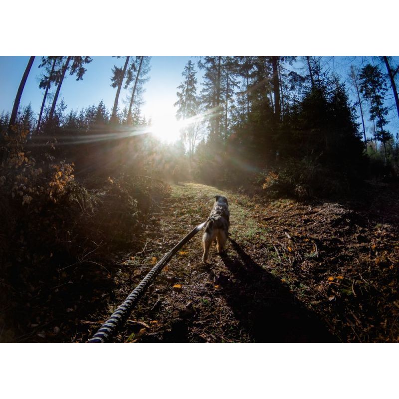 Bungee Touring Leash - Laisse canicross
